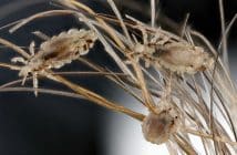 Pédiculose : quoi de neuf ?