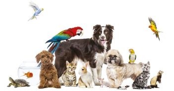 Mycoses et animaux de compagnie