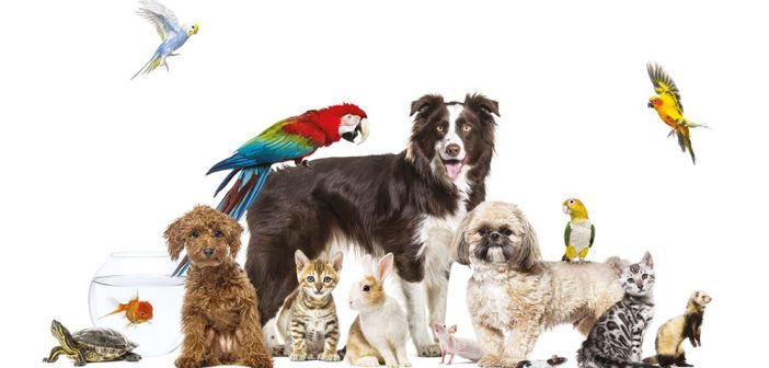 Mycoses et animaux de compagnie